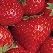 Firma Frutania in Ringen