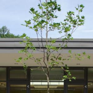 Schulzentrum Wachtberg-Berkum
